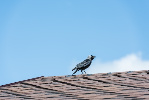 Black raven sitting on a shingled roof in Orlando, FL